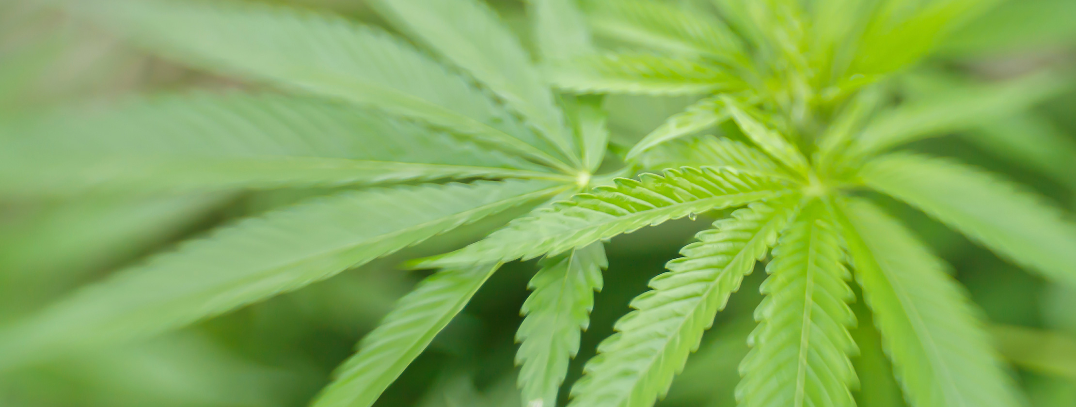 PRÄKOM-Seminar: Gras, Dope, CBD - Cannabis im Jugendalter